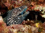 Spotted Moray Eel IMG 3159